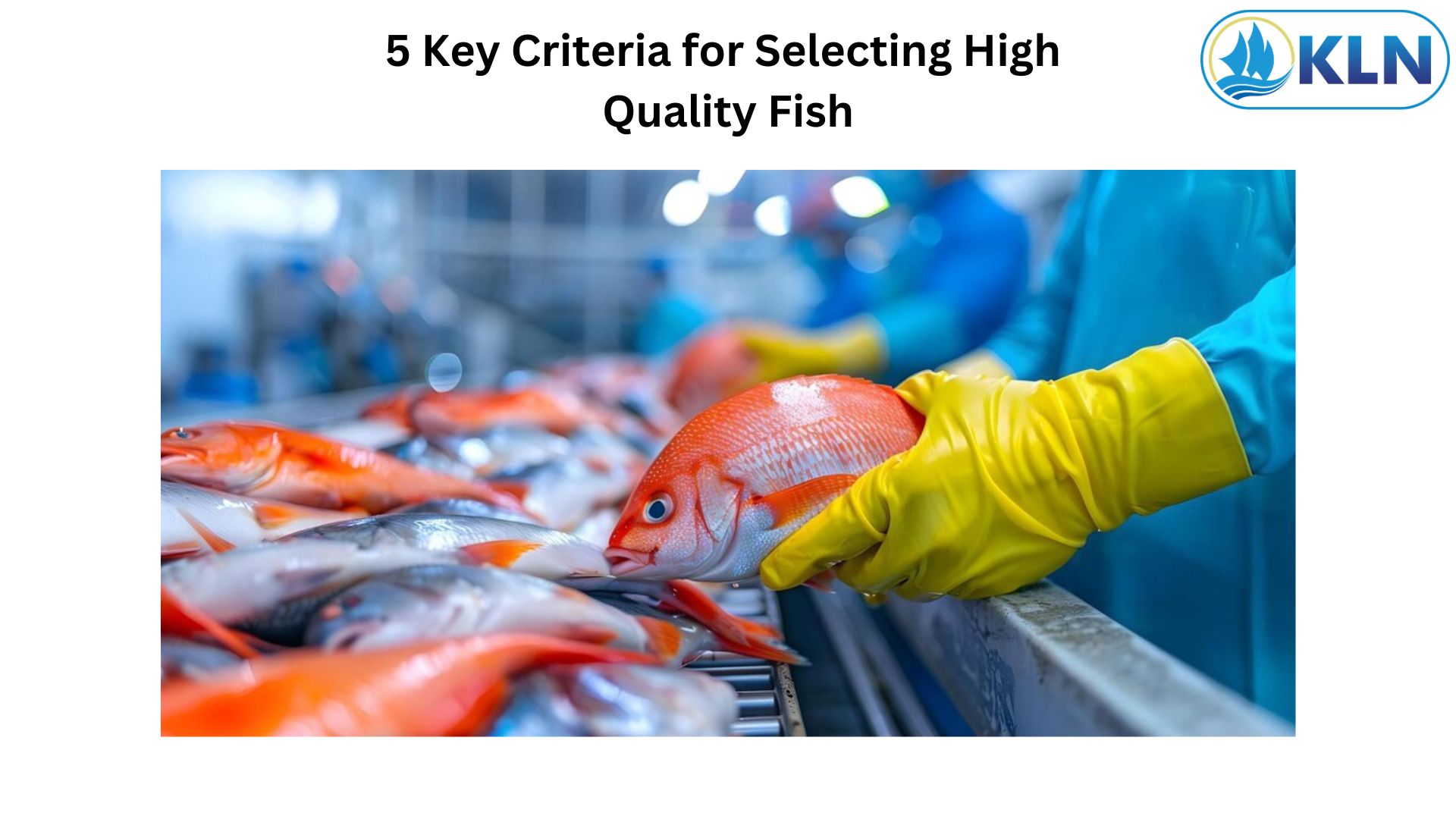 5 Key Criteria for Selecting High Quality Fish